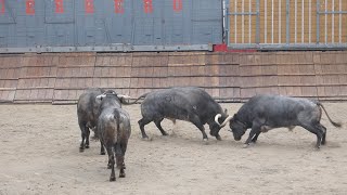 DESENCAJONAMIENTO DE TOROS EN AZPEITIA [upl. by Mandal39]