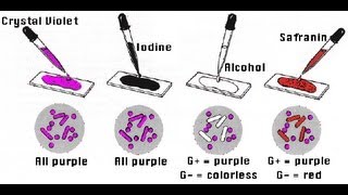 Gram Staining  Amrita University [upl. by Bay]