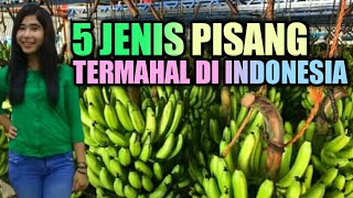 Jenis jenis Pisang di indonesia  termahal [upl. by Cornel554]