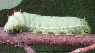 How Caterpillars Crawl  Extreme Close Up [upl. by Nonnarb679]