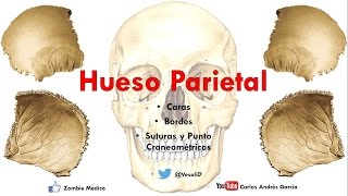 Hueso Maxilar  Anatomía Humana en Odontología [upl. by Abbye]