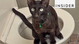 How To Potty Train Your Cat [upl. by Jodie]