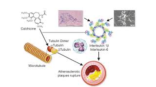 Colchicine [upl. by Adekram570]