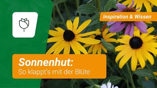 Sonnenhut So klappt’s mit der Blüte [upl. by Quartas]