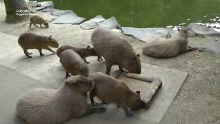 Amazing Sound of Capybaras Singing [upl. by Sissel]