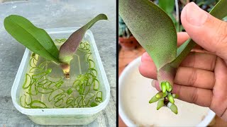 How To Fix Orchid Root Rot  How Do You Save a Rotting Orchid [upl. by Garett883]