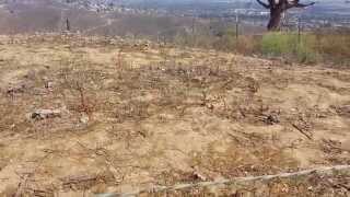 Red Bug Scantius Aegyptius Infestation at Two Trees in Ventura California  9282014 [upl. by Sterrett]