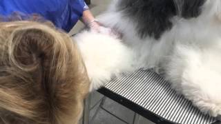 Primping an Old English Sheepdog for show [upl. by Vigen656]