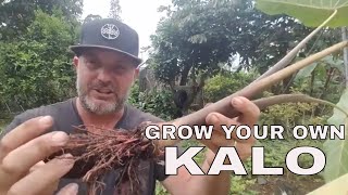 How to Grow Taro Kalo The Easy Way [upl. by Sulihpoeht]