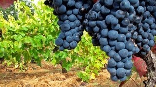 Viñedos españoles  Mejores viñedos  Uva de calidad  Viñas  cepas viejas  Mejores uvas [upl. by Wanfried563]