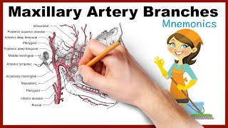 Maxillary Artery Branches Mnemonics [upl. by Wesle]