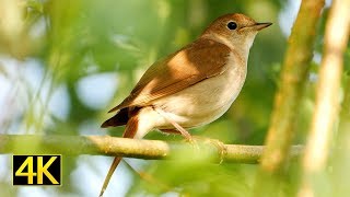 Singende Nachtigall singing nightingale  Nationalpark Unteres Odertal  Lumix GH5S 4K [upl. by Montagna]