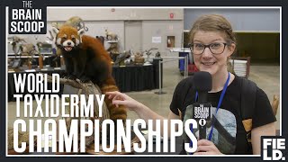 I waited 4 years for this the World Taxidermy Championships [upl. by Carli844]