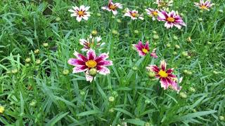 Long Blooming Perennial Tickseed LIL BANG™ Starlight Coreopsis  wwwgardencrossingscom [upl. by Aklam643]