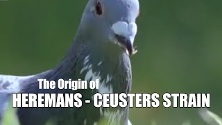 The Origin of Combination Heremans  Ceusters Strain [upl. by Anaerdna893]