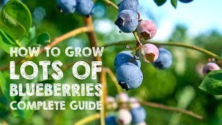 How to Grow LOTS of Blueberries  Complete Guide [upl. by Bever]