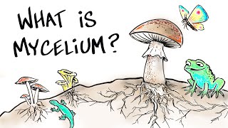 What is Mushroom Mycelium [upl. by Trout762]