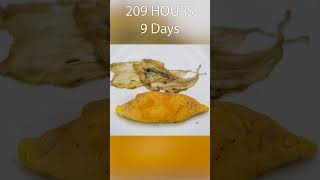 23 Days in 60 Seconds  Japanese Omelette Rotting Time Lapse [upl. by Nidak]