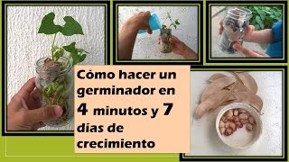 ᐉ Cómo hacer un germinador para niños paso a paso caraotas o frijol en 7 dias✅ 2021 [upl. by Nic570]