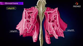 Ethmoid bone anatomy  Head and neck Animated osteology  MBBS  FMGE and NEET PG [upl. by Ruffi]