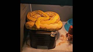 Turning off feeding response for reticulated python [upl. by Hnid]