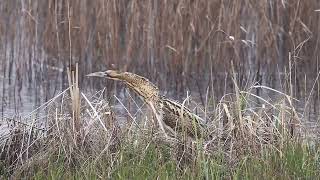 Bittern from the Bittern Hide [upl. by Ob]