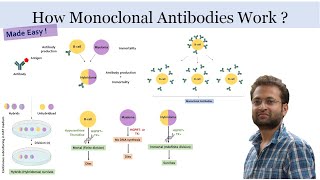 What are monoclonal antibodies and how they are developed Hybridoma technology [upl. by Courtland264]