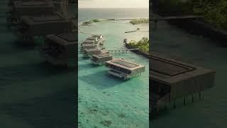 Patina Maldives  Villas Dolphin Cruise and Art shorts [upl. by Nortna]