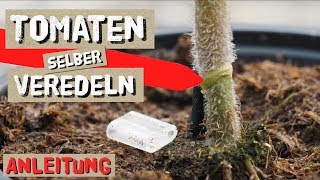 Tomaten einfach selbst Veredeln  Komplettanleitung [upl. by Lednem689]