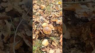 🫶🍄‍🟫🍄‍🟫🍄‍🟫boletus fungi mushrooms porcini грибочки pilze grzyby gribi shorts грибы houby [upl. by Relyks]