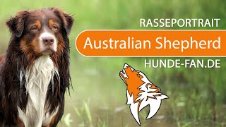 ► Australian Shepherd 2021 Rasse Aussehen amp Charakter [upl. by Perr]