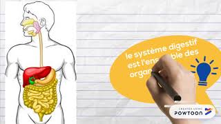 1ST2S Anatomie du tube digestifintroduction [upl. by Ariuqahs]