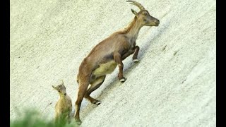 quotAlpine Ibex The Mountain Climbing Expertsquot [upl. by Sternberg704]