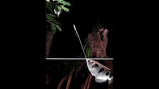 Toxotes jaculatrix  Archerfish hunt by shooting jets of water [upl. by Chane]