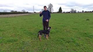 Dog Training  How to use a longline [upl. by Violette]