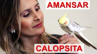 Como Amansar Calopsita Adulta Arisca [upl. by Sassan]