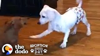 This Puppy Mill Dog Is Finally About To Get A Family  The Dodo Adoption Day [upl. by Aili480]