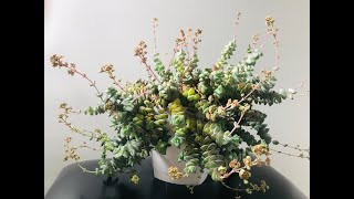 Crassula Propagation and Crassulas in Beautiful Blooms [upl. by Arlin]