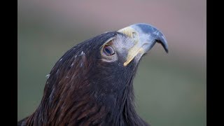 Bald eagle  Golden eagle comparison [upl. by Claretta]