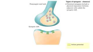 Types of synapses  electrical amp chemical [upl. by Akehsyt]