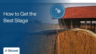 Good Practices for Silage Production  How to Get the Best Silage  DeLaval [upl. by Doubler912]