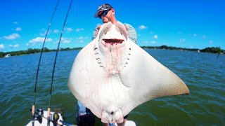 COWNOSE RAY CATCH CLEAN COOK The Weirdest Fish on Earth  Field Trips Virginia [upl. by Meedan]