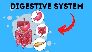 Path of Food Through the Digestive System [upl. by Keri]