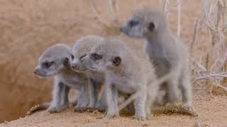 Animals Surviving in The Desert of South West Africa  Nat Geo Documentary HD 1080p [upl. by Arenahs579]