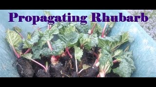 Propagating Rhubard  How to Propagate Rhubarb [upl. by Llerud]