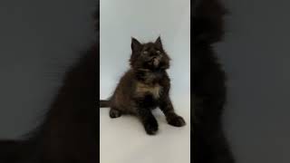 Meet Nineta Exquisite Female Black Tortoiseshell Maine Coon Cat  Adopt Now  Purebred Kitties [upl. by Cordie583]