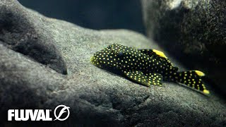 NATURAL AQUARIUMS  Using the RIGHT ROCKS in Your Fish Tank [upl. by Ellertnom]