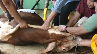 Sembelih Sapi Qurban Jumbo 2023 sekali tarik pake pisau super kecil 💦  CEK DESKRIPSI cow bull 👇👇 [upl. by Lramaj]