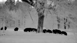 142 Hogs Down  Hog Hunting in Texas with Thermal Night Vision  Pulsar Trail XP50 Compilation [upl. by Park]