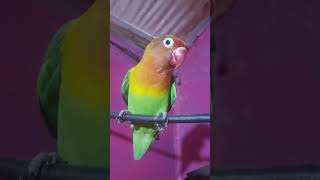 Masteran lovebird gacor [upl. by Marcia288]